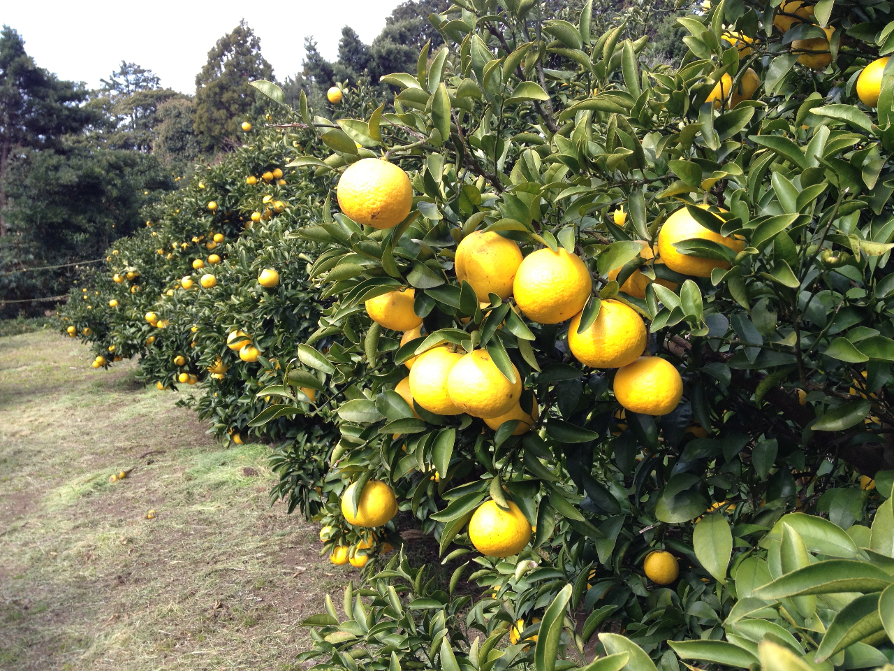 ���ɓ��ł��̎����ɂ����H�ׂ鎖�̏o�Ȃ��j���[�T�}�[�I�����W�B���Ј�x�A�����̎�Ŕ��Ŏ���ĐH�ׂĂ݂āI