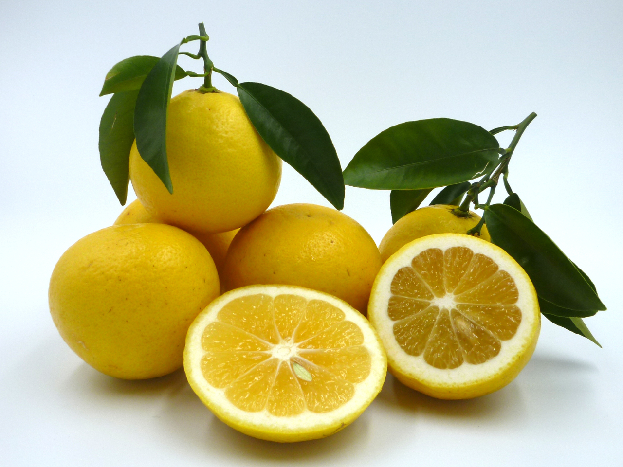 �V�N�Ȃ��̂قǑu�₩�ȍ���͋��������܂��B���̒��E��̂Ђ炢���ς��ɏ��Ă̍��肪�L����܂��B