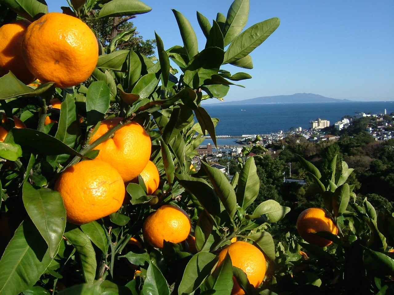 zςɎ󂯂n݂̂́AÖƎ_̃oXAʏ`̗ʁAɎcu₩ȍAǂƂĂzȏI