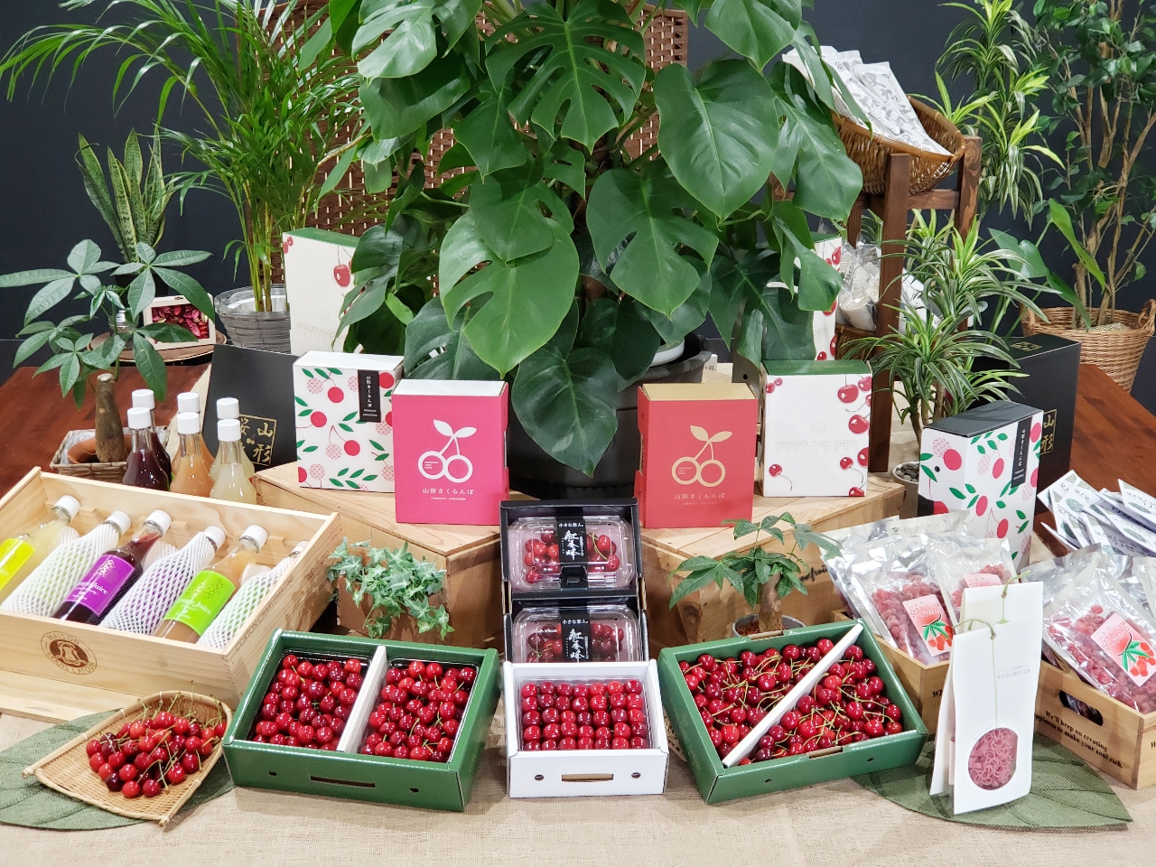 ���X�ł͂������ڂ͂������A�W������W���[�X�E���َq�ނ��̔����@�@�@�@�@�@�@�@�������ڂ͒n�������������Ă���܂��B