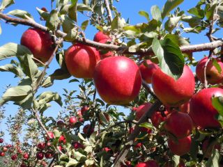南信州は日射量が全国トップクラスです。また、春が早く冬が遅いので、同化作用の期間が長く、りんごの糖度も高いのです。