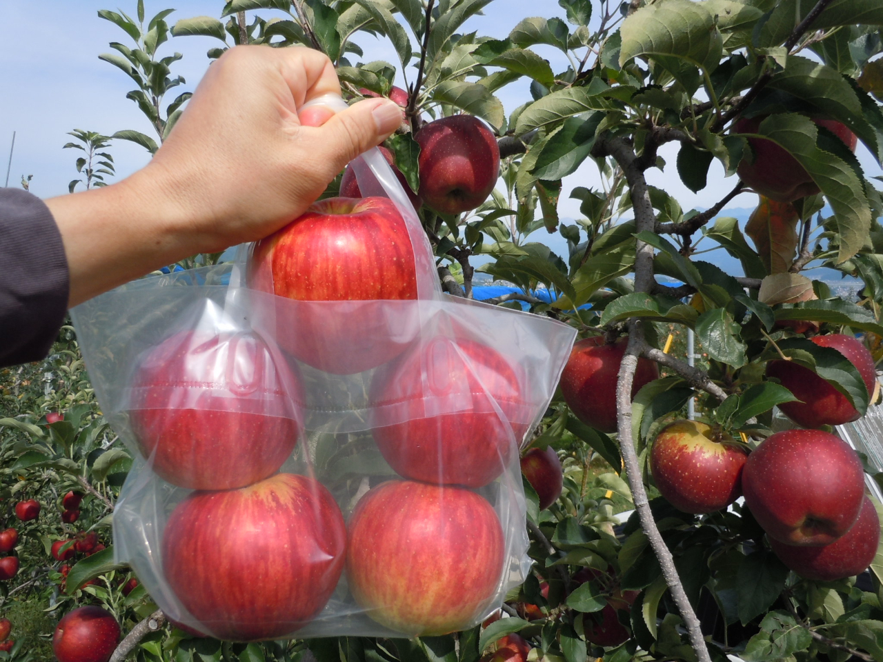 ѓcs͓˗ʂSgbvNXBt~x̂ŁAlɓԂƂĂ̂łB䂦ɓxio[I