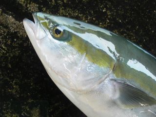 ハマチやカンパチなど大物が狙えます!!