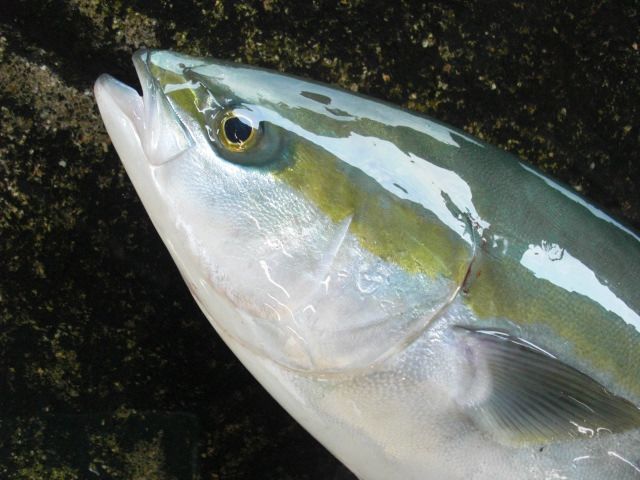 午後 ルアー釣り半日コース 難易度は高いが大物が釣れるかも 釣れた魚3枚おろし無料サービス トイレ完備 安戸池釣り場フィッシュフック じゃらん遊び体験 午後 ルアー釣り半日コース 難易度は高いが大物が釣れるかも 釣れた魚3枚おろし無料サービス トイレ完備 安戸池釣り場フィッシュフック じゃらん遊び体験