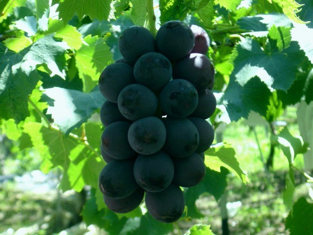 巨峰(きょほう)