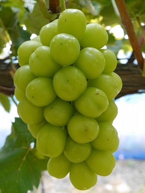 シャイン・マスカット