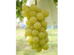 黄玉(おうぎょく)