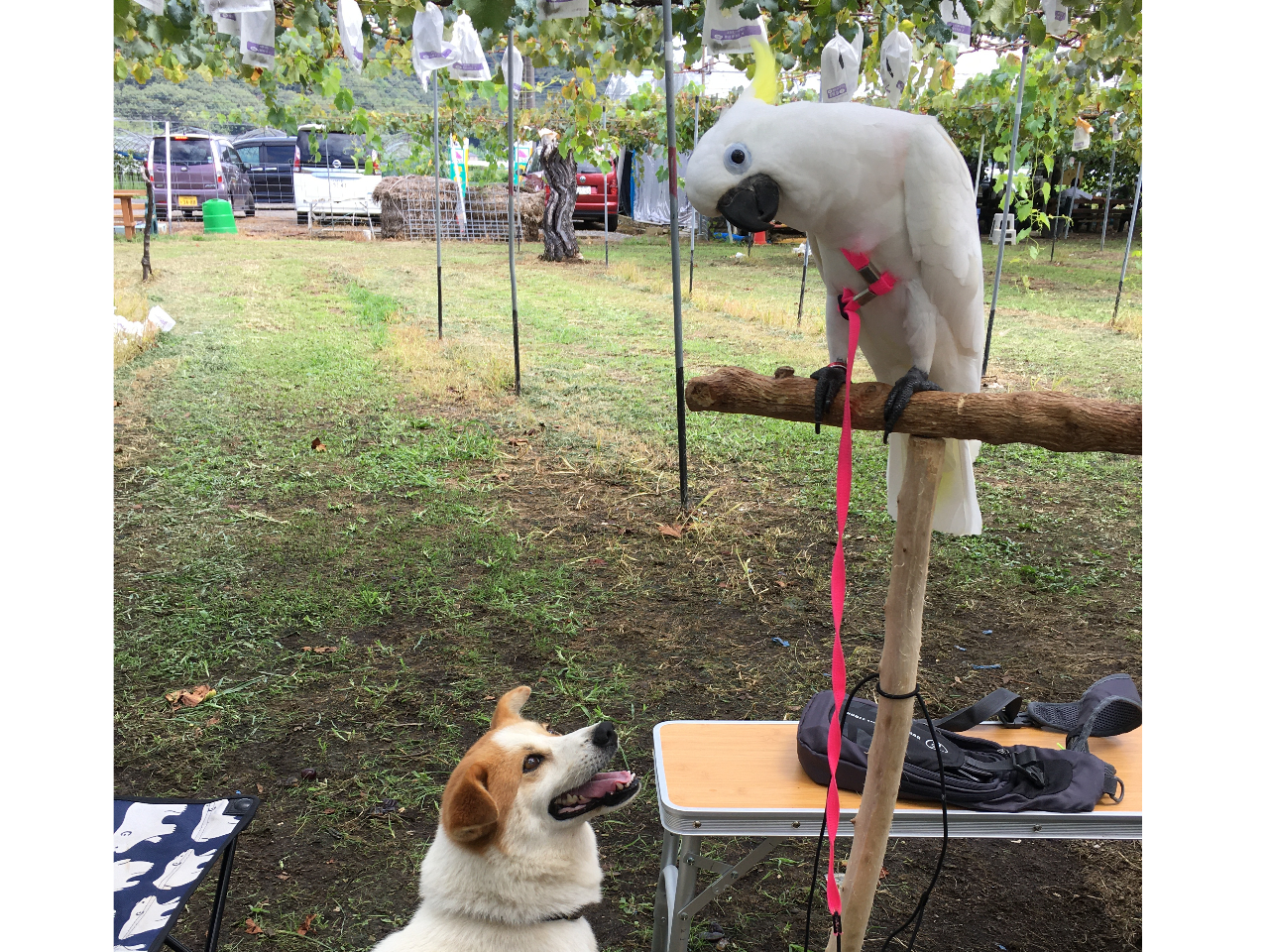 珍しいお客様に、ぴのも興味津々