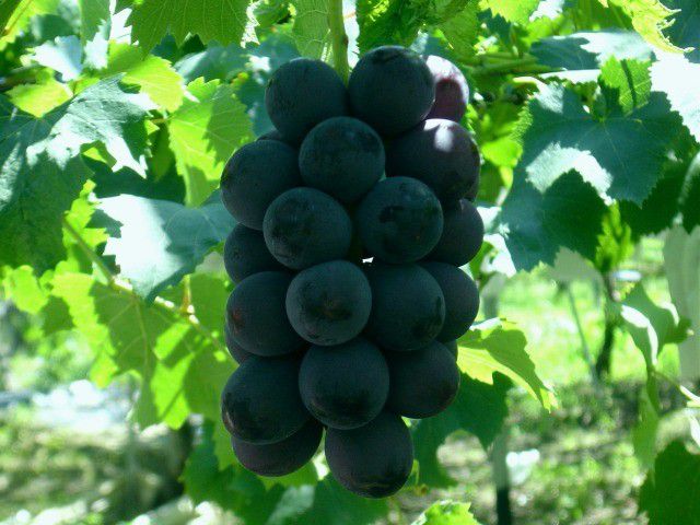 巨峰(きょほう)