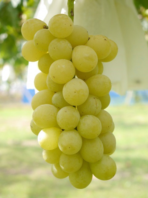 黄玉(おうぎょく)