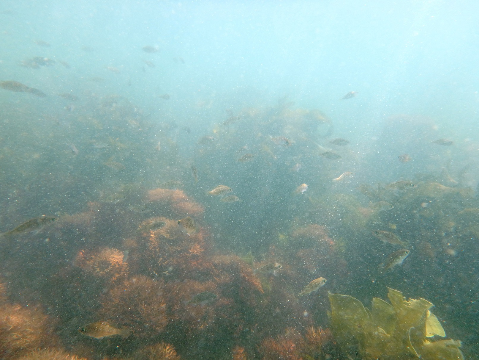 �C�̒��ɂ̓J���t���ȊC���⏬���􃏃N���N�̐��E���҂��Ă���I