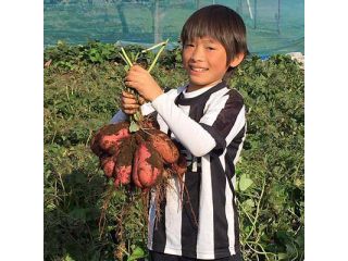 たくさんの安納芋に大感激する男の子