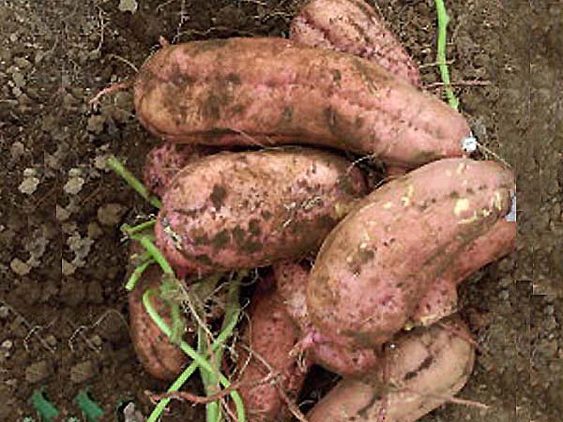 �@�����΂���̑傫�Ȉ��[���ł��B