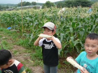 スーパーホワイトコーンを畑で丸かじりできます。