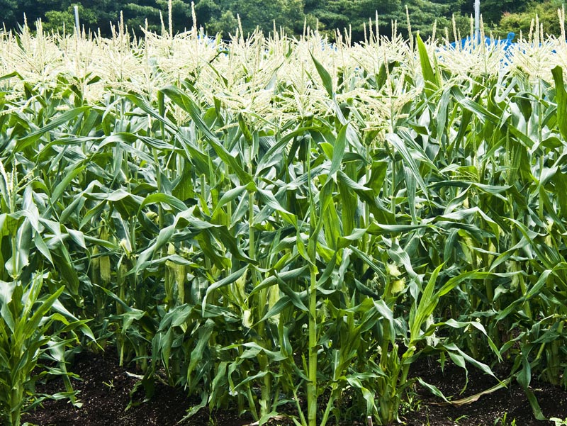 �X�[�p�[�z���C�g�R�[�������n�̌����锨�̗l�q�ł��B