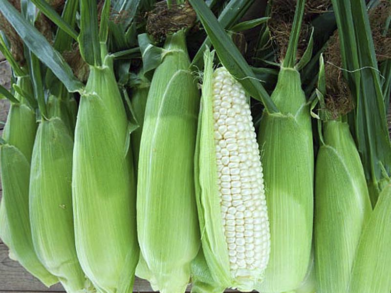 ���n���Ă����΂���݂̂��݂������X�[�p�[�z���C�g�R�[���A�t���[�c�ł��B