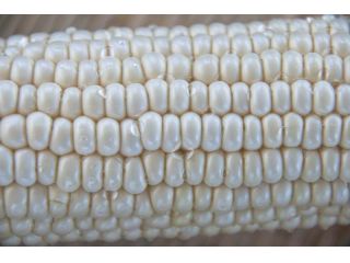 スーパーホワイトコーン 収穫体験 甘さはピカイチ 生でも食べられる真っ白なトウモロコシを収穫しよう ファミリーやカップルも歓迎 富士山ガーデンファーム じゃらん遊び体験