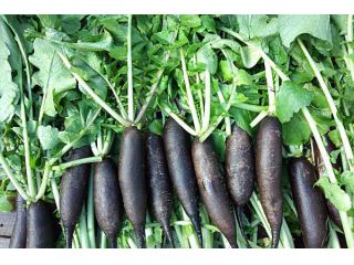 黒大根は、古代エジプトの時代から、病人に食べさせてきた世界を代表する健康野菜です。薄くスライスした黒大根、サラダにぴったりです。
