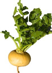 JúAHׂIWƌAr^~cȂǂLxȃJułBǂȂɂ\؂łB