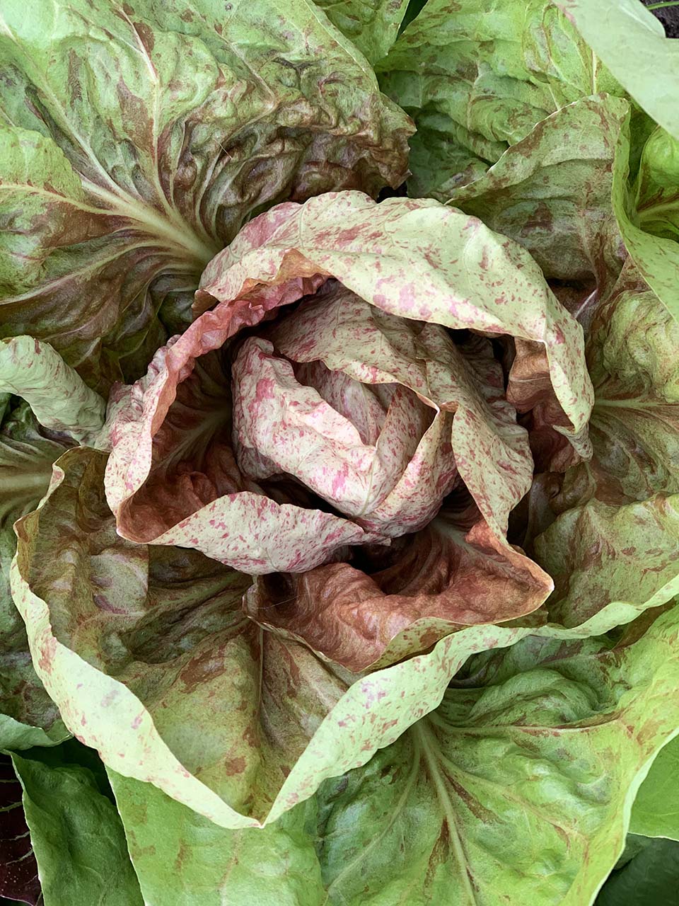 `R[̏ƌĂ΂ĂJXetRłB