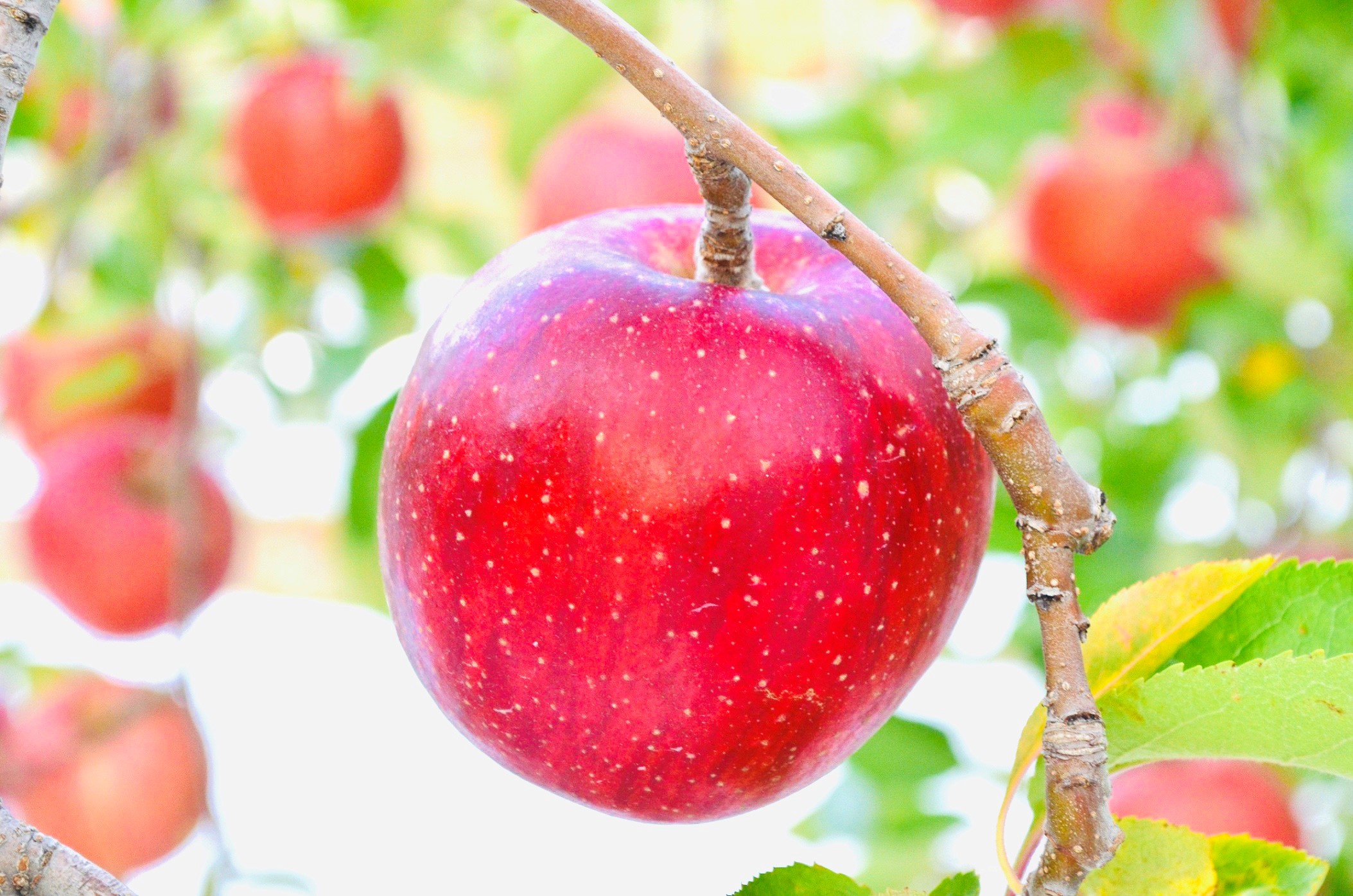 りんご狩り30分食べ放題 10月中旬 11月 果物王国ふくしまで体験してみませんか ファミリー カップル 女性におすすめ まるえ観光果樹園 じゃらん遊び体験