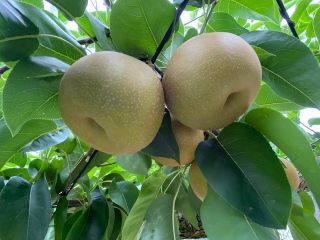 手塩に育てました!甘くてみずみずしい梨食べに来ませんか??