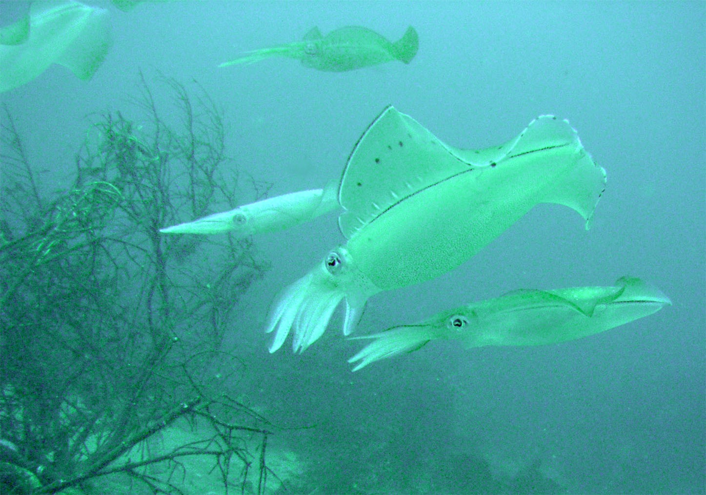 AICJ܂I܂͎Yŗӏ܁s[gănb`AEgEHb`OI_IȖ̒aɊ