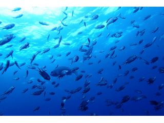 魚たちのお出迎え♪(スズメダイ)