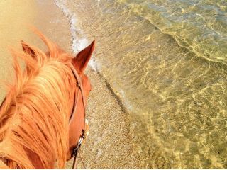 お得にたっぷり おススメプラン 乗馬教室 ビーチコース 50分 千里ヶ浜を馬でお散歩 初めての方にもお勧め シービューランチ じゃらん遊び体験 お得にたっぷり おススメプラン 乗馬教室 ビーチコース 50分 千里ヶ浜を馬でお散歩 初めての方にもお勧め シービューランチ じゃらん遊び体験