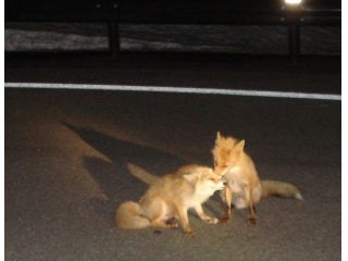 夜はキタキツネに出会いやすい時間です。
