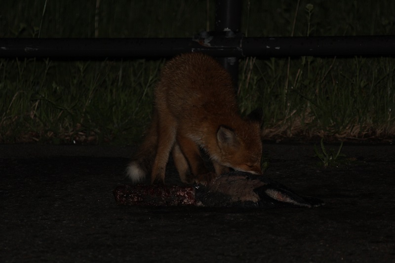 ɂ͂Ȃɖ쐫ӂpڂɂ邱Ƃ܂B܂Ăq˂Ae̎HjĂ܂B