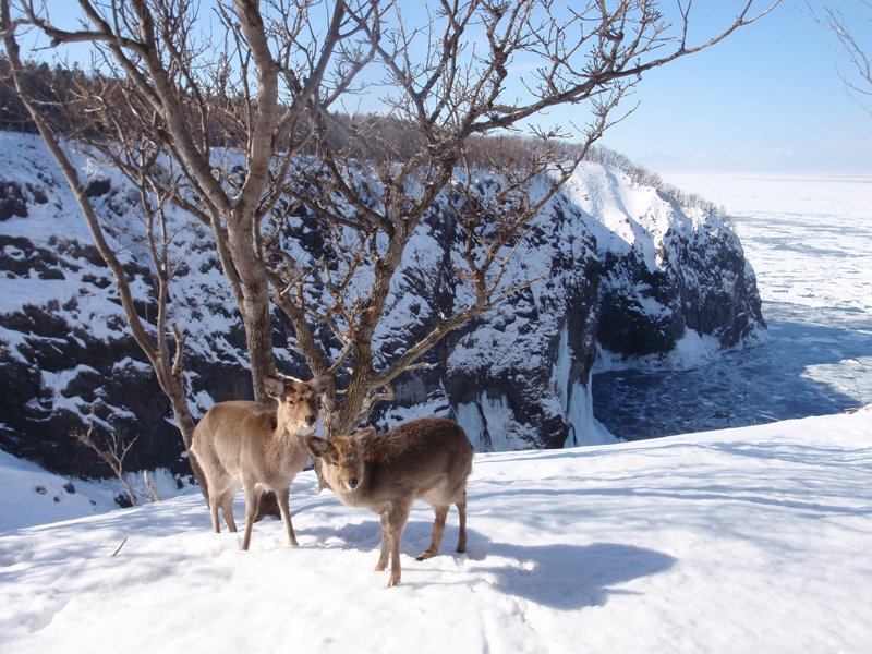 �G�]�V�J��G�]���X�Ȃǂ̖쐶�����Əo��邱�Ƃ��B