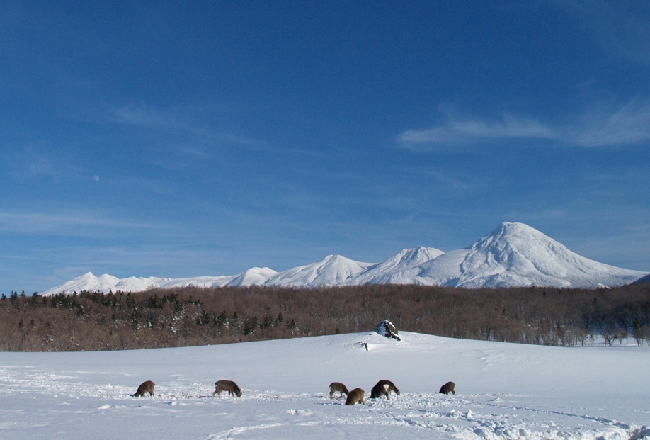 ��ɕ���ꂽ�����ƒm���A�R�����n����i�B�G�]�V�J�����ɏo��邱�Ƃ������U��R�[�X�ł��B