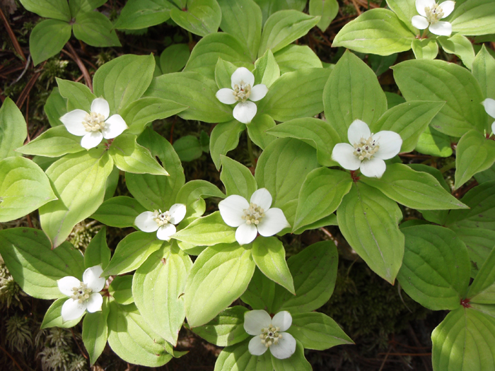 ���R�⎼�n�̐A���Ƃ̏o����y���݂̂ЂƂB���P�΂Ō�����A���̂ЂƂA���������ȃS�[���^�`�o�i�͉Ԃ�����̎����܂Œ����������̖ڂ��y���܂��Ă����B