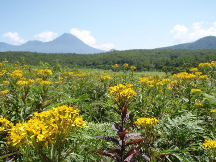 zɒmARՂށBĂ̓nSE\ELIȂǂ̉Ԃ炢Ă܂B