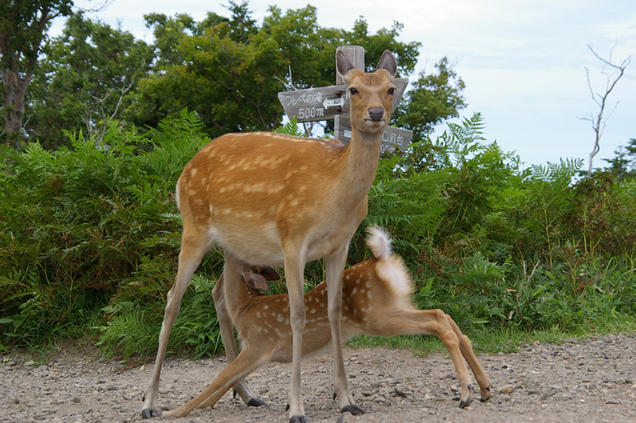 G]VJ̐eqBł͖쐶̃G]VJɉ邱Ƃ܂BV̐^񒆂Ŏ͂߂܂B