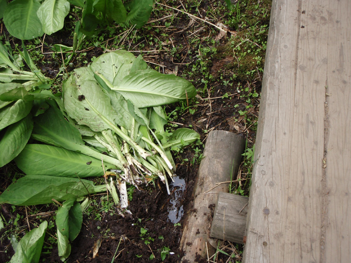 Vł́AqO}Ȃǖ쐶̍ՂcĂ邱ƂB