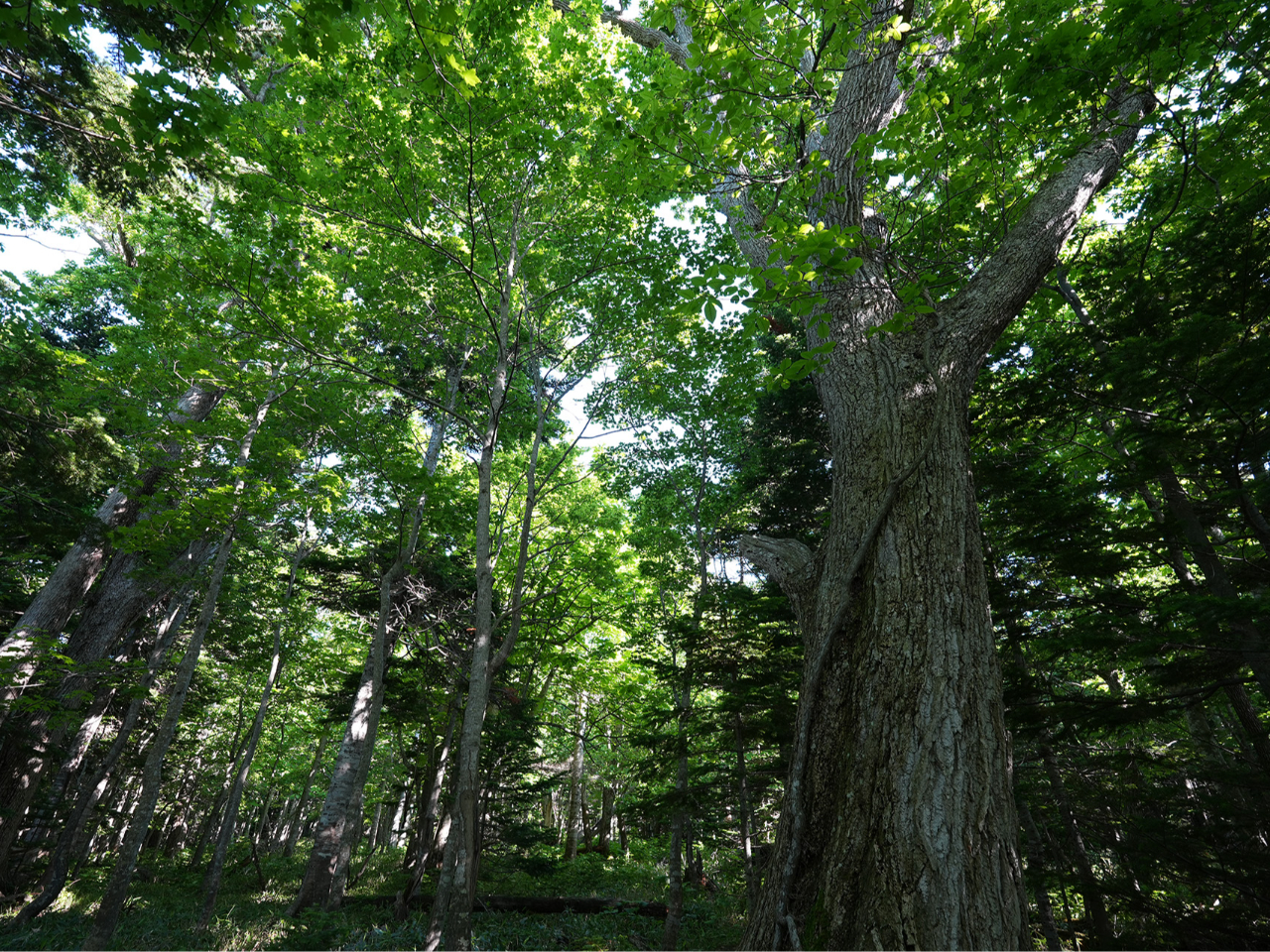 [΂ɕꂽсBɂ邾łSn̂悢ԂłB