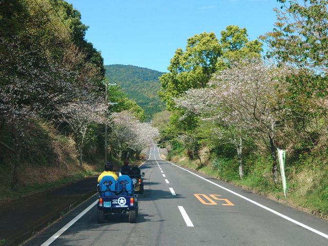 桜並木をドライブ