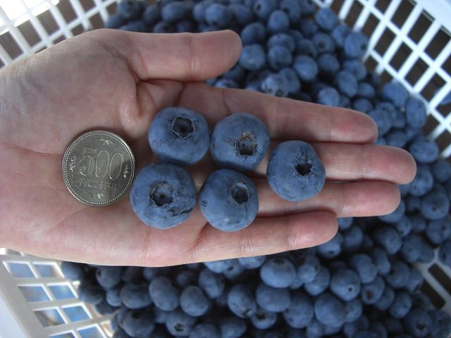 【時間無制限・食べ放題♪】たのしい・おいしい30種類のブルーベリー狩り♪