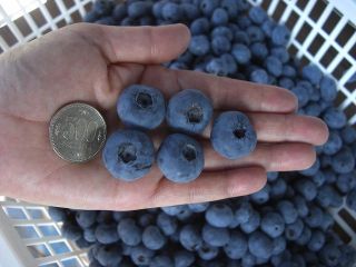 こ〜んなに大きなブルーベリー!!摘むのも食べるのも楽しいっ♪