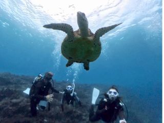 沖縄 ウミガメ 体験ダイビング