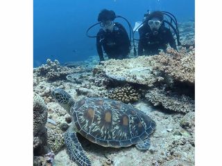 沖縄 ウミガメ 体験ダイビング