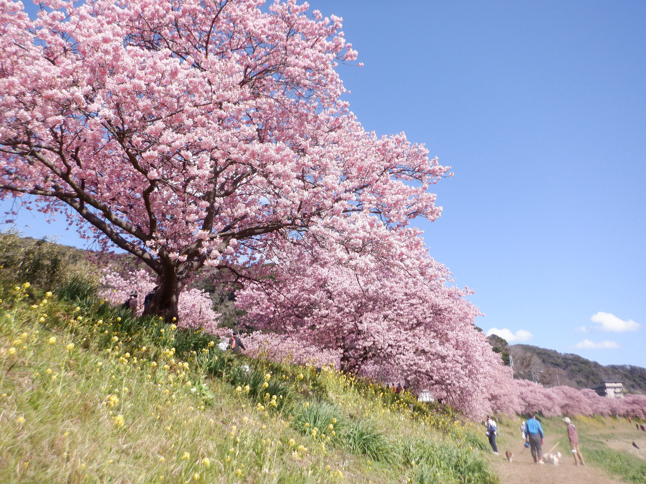 �͒Í��ƍ؂̉ԁB