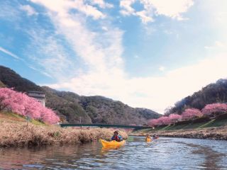 青野川の両岸に植えられた河津桜。染井吉野より濃いピンクが満開になった景色は圧巻です。