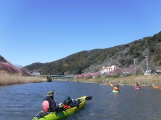 青野川の両岸に植えられた河津桜。染井吉野より濃いピンクが満開になった景色は圧巻です。