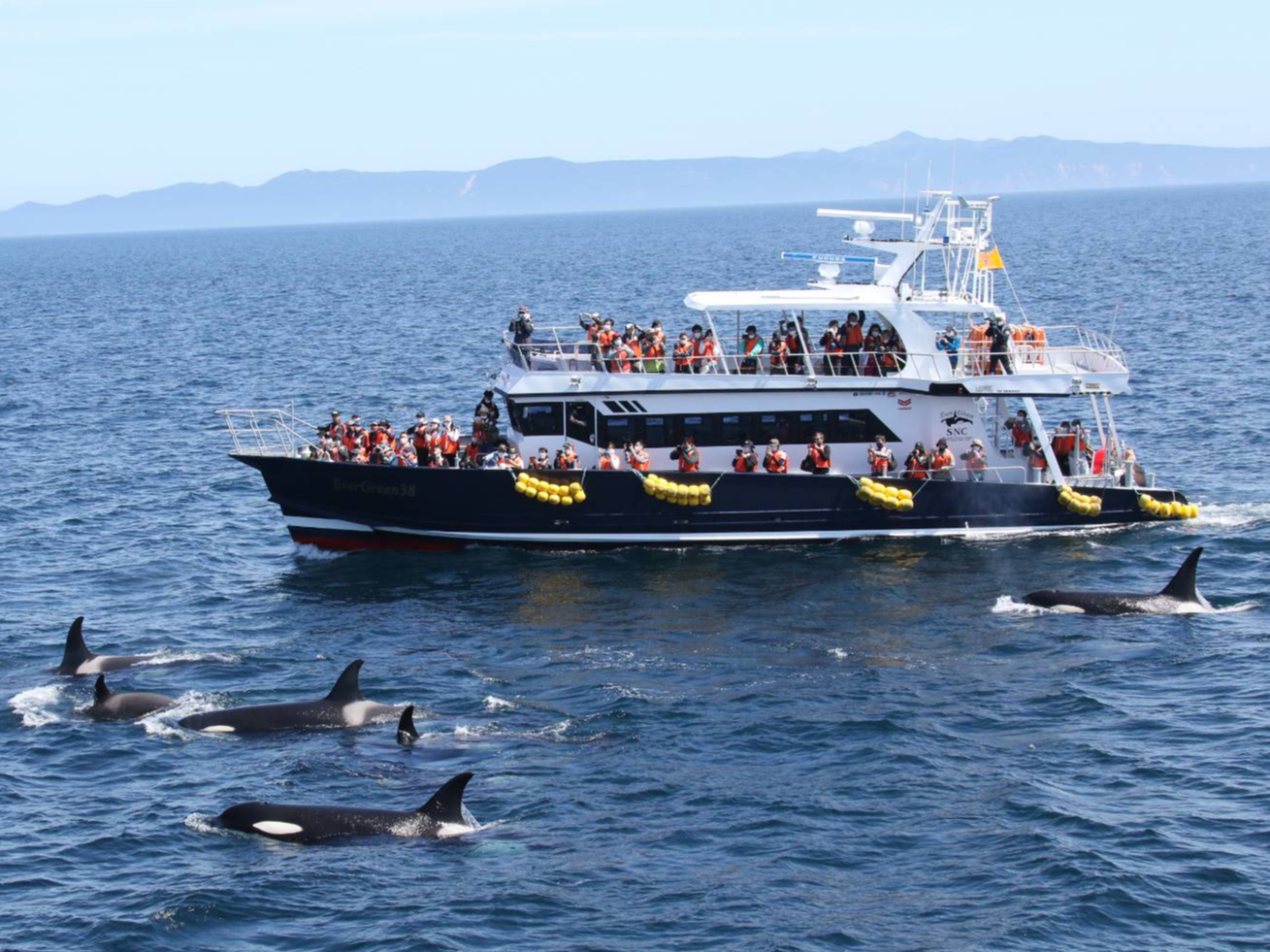 【クジラ・イルカ・バードウォッチング】コース