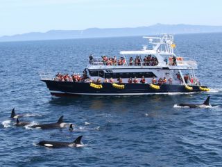 4月下旬から7月中旬頃まではシャチの遭遇率が高い時期となっております。