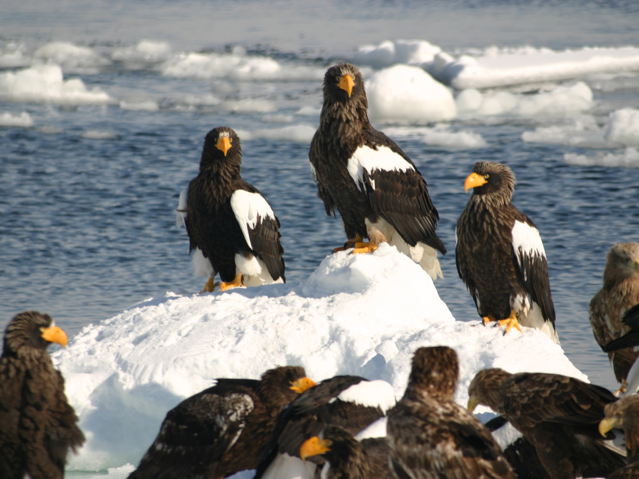 ��N��������̃I�I���V�ƃI�W�����V���z�~���邽�ߗ��P�ɂ���Ă��܂��B