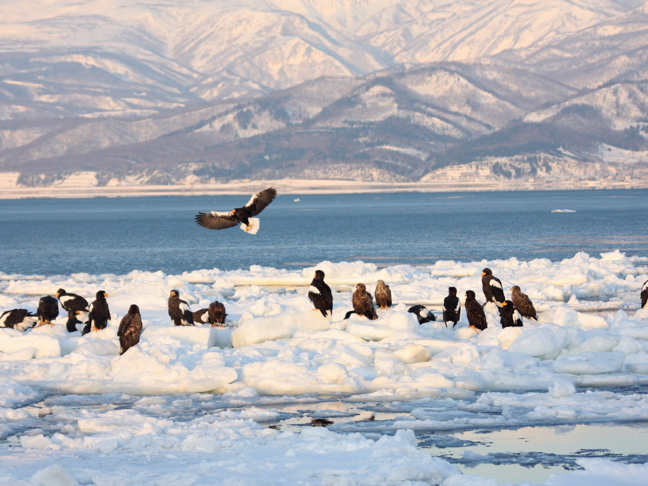 ���X�̏�ɘȂރI�I���V�Ɩ������P�x��D�ォ�璭�߂�f�G�ȂЂƂƂ��c